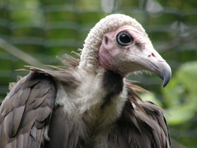 Фото Hooded vulture