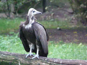 Фото Hooded vulture