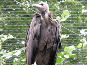 Фото Hooded vulture