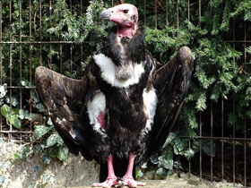 Фото Red-headed vulture