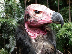 Фото Red-headed vulture