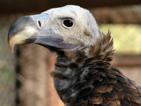 Фото Lappet-faced vulture