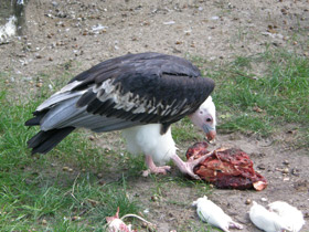 Фото White-headed vulture