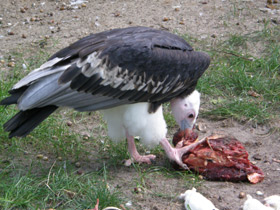 Фото White-headed vulture