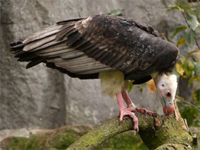 Фото White-headed vulture