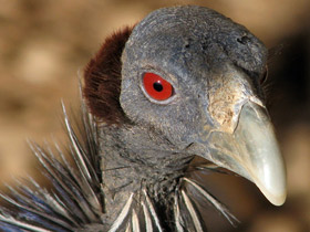 Фото Vulturine guinea fowl