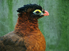 Фото Nocturnal curassow