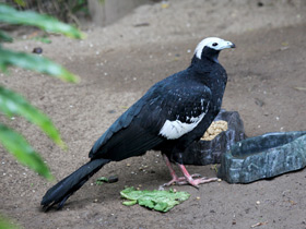 Фото Blue-throated piping guan