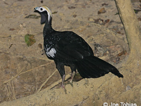 Фото Blue-throated piping guan