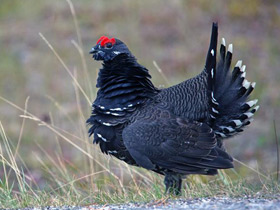 Фото Franklin's grouse