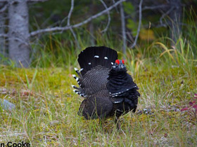 Фото Franklin's grouse