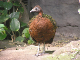 Фото Congo peafowl