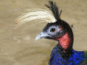 Фото Congo peafowl