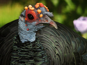 Фото Ocellated turkey