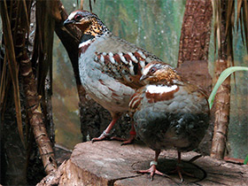 Фото White-necklaced partridge