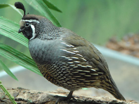 Фото California quail