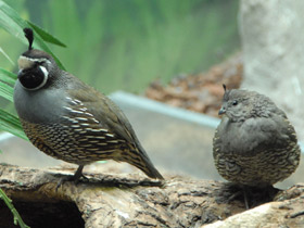 Фото California quail