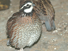 Фото Virginia quail