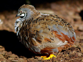 Фото Painted quail