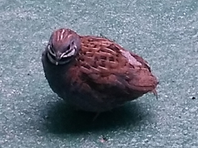 Фото Painted quail