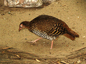 Фото Sri Lankan junglefowl