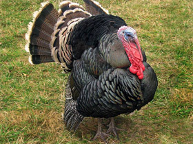 Фото Domestic turkey