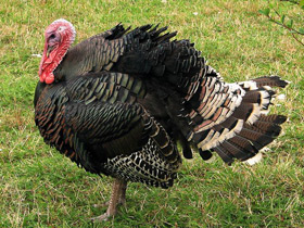 Фото Domestic turkey