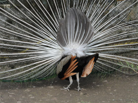 Фото Indian peafowl