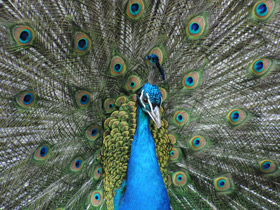 Фото Indian peafowl
