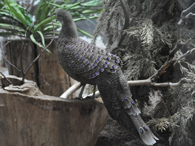 Фото Grey peacock-pheasant
