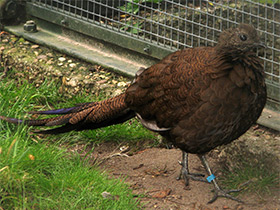 Фото Bronze-tailed peacock-pheasant