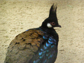 Фото Palawan peacock-pheasant