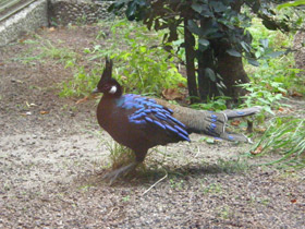 Фото Palawan peacock-pheasant