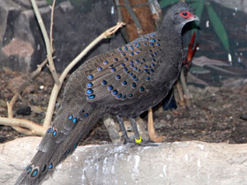 Фото Germain's peacock-pheasant