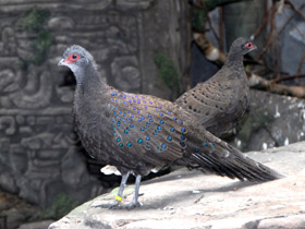 Фото Germain's peacock-pheasant