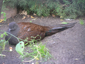 Фото Mountain peacock-pheasant