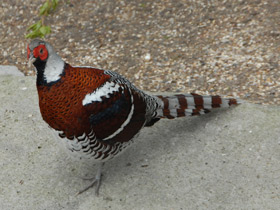 Фото Elliot`s pheasant