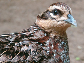 Фото Reeves`s pheasant