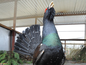 Фото Western capercaillie