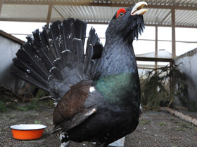 Фото Western capercaillie