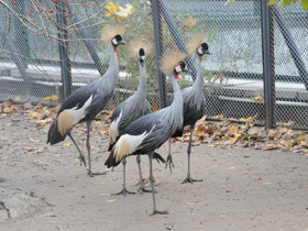 Фото Black crowned crane