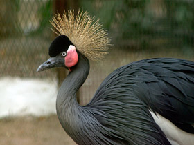 Фото Black crowned crane