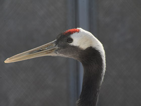 Фото Red-crowned crane