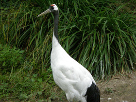Фото Red-crowned crane