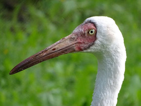 Фото Siberian crane