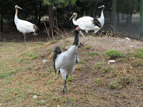 Фото Black-necked crane