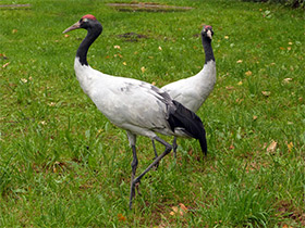 Фото Black-necked crane