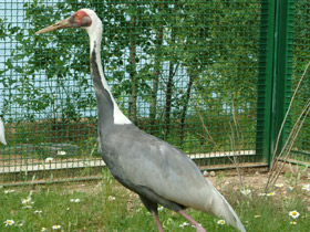 Фото White-naped crane