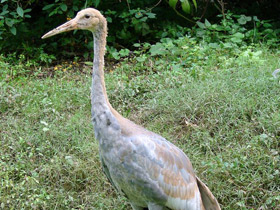 Фото White-naped crane