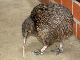 Фото North Island brown kiwi
